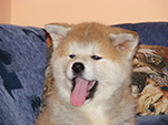 Akita inu Vrh B