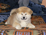 Akita inu Vrh B