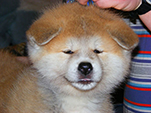 Akita inu Vrh B