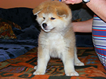 Akita inu Vrh B