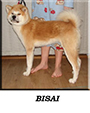 bisai