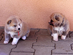 Akita inu vrh C