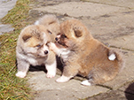 Akita inu vrh C