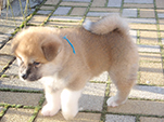 Akita inu vrh G