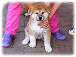 Akita inu Vrh I