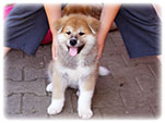 Akita inu Vrh I