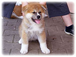 Akita inu Vrh I