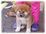 Akita inu Vrh I