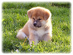 Akita inu Vrh I