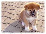 Akita inu Vrh I