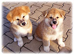 Akita inu Vrh I