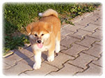 Akita inu Vrh I