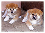 Akita inu Vrh I