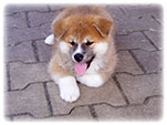 Akita inu Vrh I