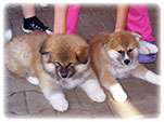 Akita inu Vrh I