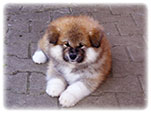 Akita inu Vrh I