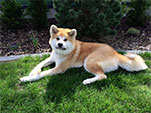 Akita inu IMAKO GO Byu-Ti-Sawa