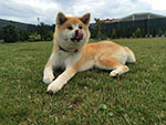 Akita inu Imako Go Byu-Ti-Sawa