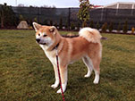 Akita inu Imako Go Byu-Ti-Sawa