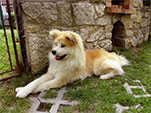 Akita inu ISAO GO Byu-Ti-Sawa
