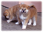 Akita inu Vrh I