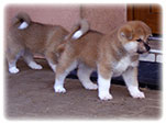Akita inu Vrh I