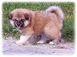 Akita inu Vrh I