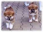 Akita inu Vrh I