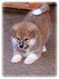 Akita inu Vrh I