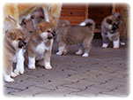 Akita inu Vrh I