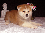 Akita inu Vrh J