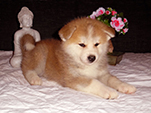 Akita inu Vrh J