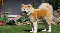 Akita inu JASMIN GO Byu-Ti-Sawa