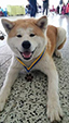 Akita inu JOMEI GO Byu-Ti-Sawa