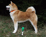 Akita inu Kazumi Go Byu-Ti-Sawa