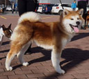 Akita inu Kazumi Go Byu-Ti-Sawa