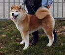 AKITA inu Vrh K