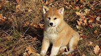 Akita inu Keiko Go Byu-Ti-Sawa