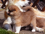 AKITA inu Vrh K