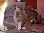 AKITA inu Vrh K