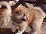 AKITA inu Vrh K