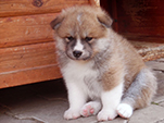 AKITA inu Vrh K