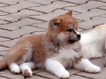 AKITA inu Vrh K