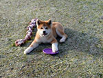 Akita inu Katsumi Go Byu-Ti-Sawa