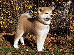 Akita inu Kazumi Go Byu-Ti-Sawa