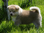 Akita inu Momoko Go Byu-Ti-Sawa