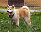 Akita inu Yuuki Hime Go Byu-Ti-Sawa