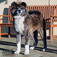 Akita inu Kirikaze Go Byu-Ti-Sawa