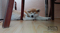 Akita inu Momoko Go Byu-Ti-Sawa