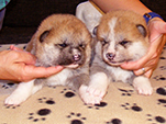 Akita inu girl 1 and 2